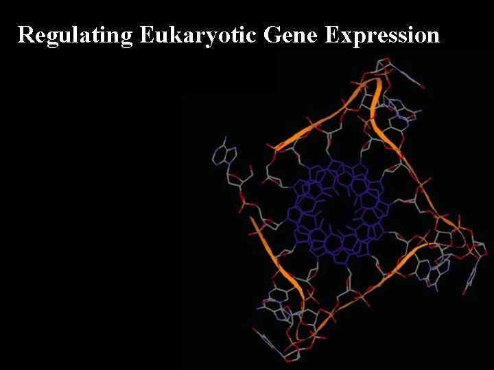 Regulating Eukaryotic Gene Expression Regulating Eukaryotic Gene Expression