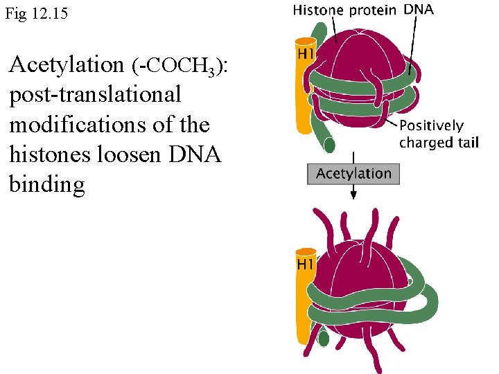 Fig 12. 15 Acetylation (-COCH 3): post-translational modifications of the histones loosen DNA binding Fig 12. 15 Acetylation (-COCH 3): post-translational modifications of the histones loosen DNA binding