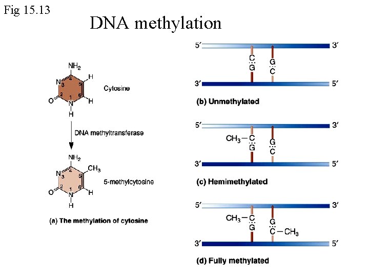 Fig 15. 13 DNA methylation Fig 15. 13 DNA methylation