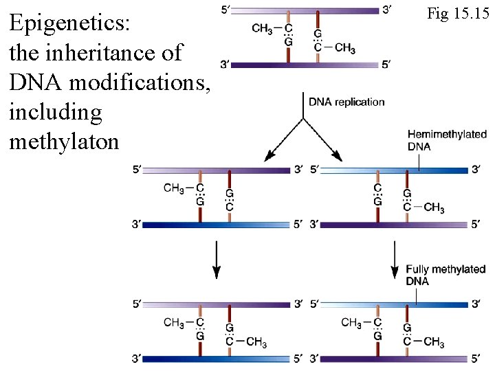 Epigenetics: the inheritance of DNA modifications, including methylaton Fig 15. 15 Epigenetics: the inheritance of DNA modifications, including methylaton Fig 15. 15