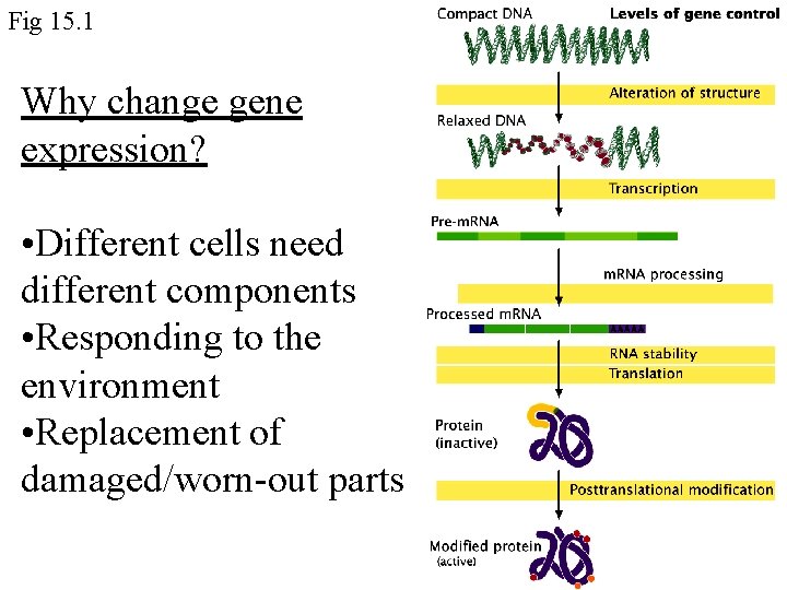 Fig 15. 1 Why change gene expression? • Different cells need different components • Fig 15. 1 Why change gene expression? • Different cells need different components •