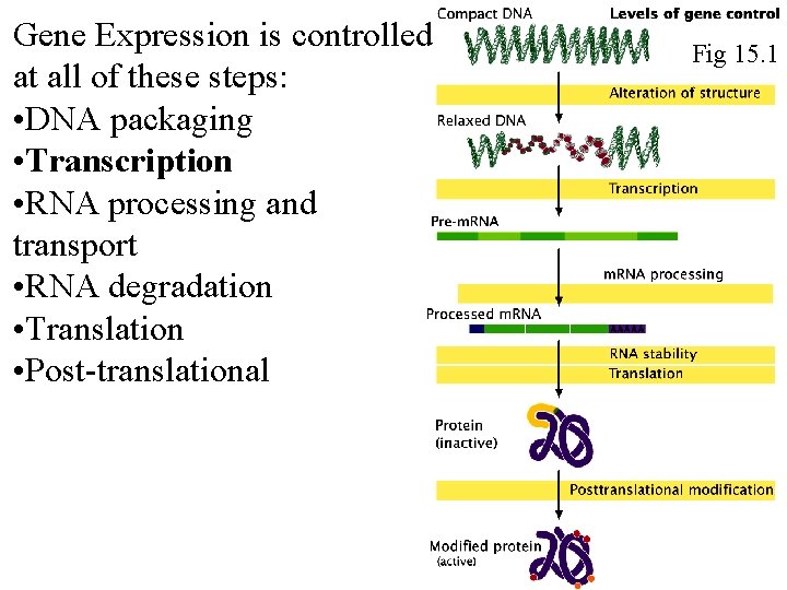 Gene Expression is controlled at all of these steps: • DNA packaging • Transcription Gene Expression is controlled at all of these steps: • DNA packaging • Transcription