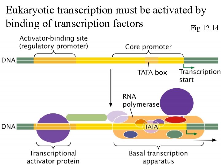 Eukaryotic transcription must be activated by binding of transcription factors Fig 12. 14 Eukaryotic transcription must be activated by binding of transcription factors Fig 12. 14