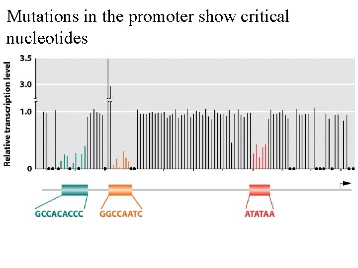 Mutations in the promoter show critical nucleotides Mutations in the promoter show critical nucleotides