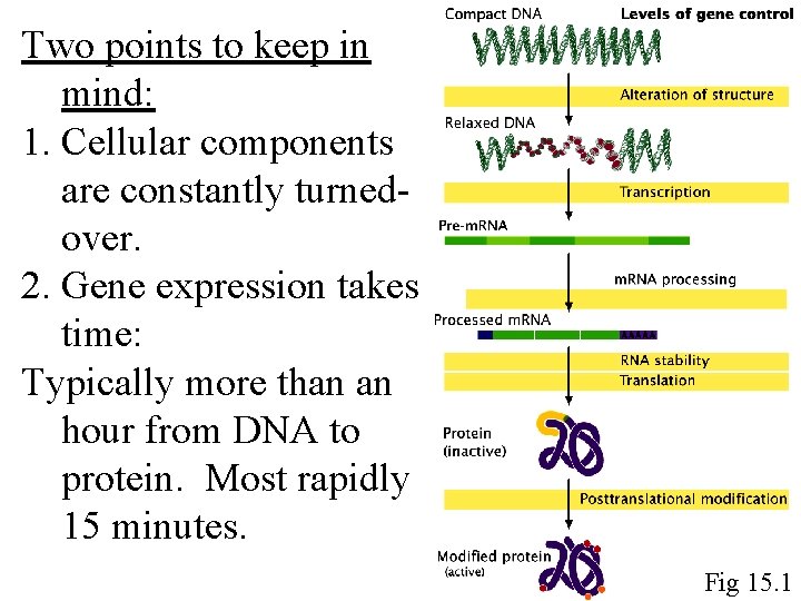 Two points to keep in mind: 1. Cellular components are constantly turnedover. 2. Gene Two points to keep in mind: 1. Cellular components are constantly turnedover. 2. Gene