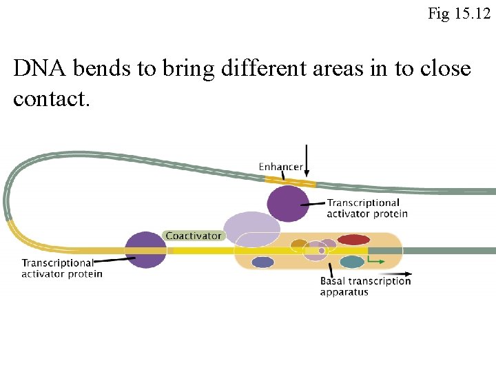 Fig 15. 12 DNA bends to bring different areas in to close contact. Fig 15. 12 DNA bends to bring different areas in to close contact.