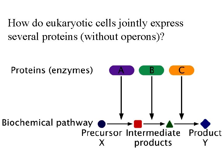 How do eukaryotic cells jointly express several proteins (without operons)? How do eukaryotic cells jointly express several proteins (without operons)?