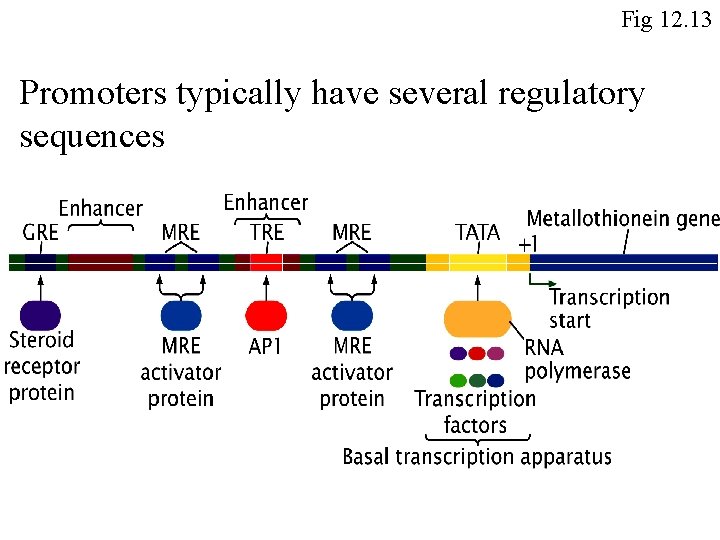Fig 12. 13 Promoters typically have several regulatory sequences Fig 12. 13 Promoters typically have several regulatory sequences
