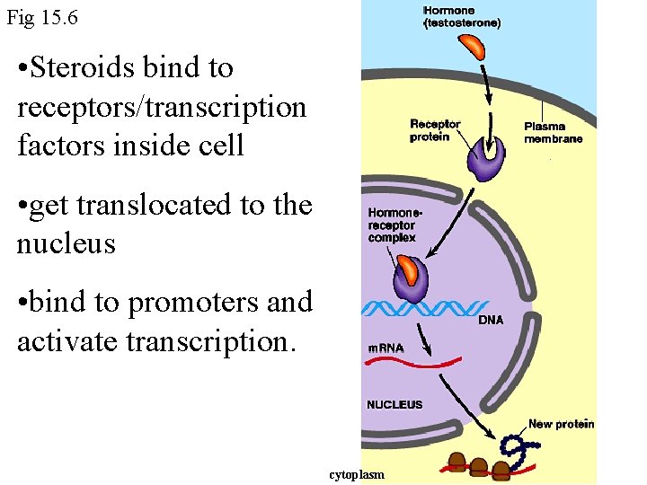 Fig 15. 6 • Steroids bind to receptors/transcription factors inside cell • get translocated Fig 15. 6 • Steroids bind to receptors/transcription factors inside cell • get translocated