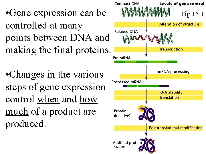 • Gene expression can be controlled at many points between DNA and making • Gene expression can be controlled at many points between DNA and making