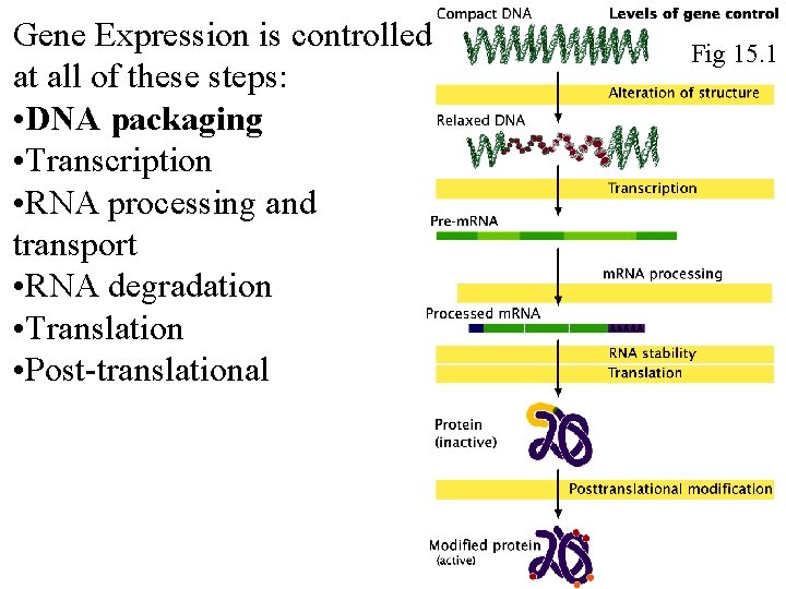 Gene Expression is controlled at all of these steps: • DNA packaging • Transcription Gene Expression is controlled at all of these steps: • DNA packaging • Transcription