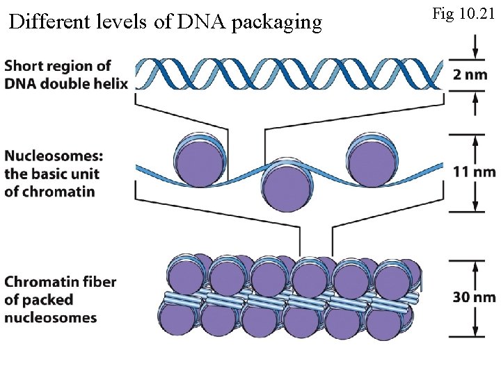 Different levels of DNA packaging Fig 10. 21 Different levels of DNA packaging Fig 10. 21
