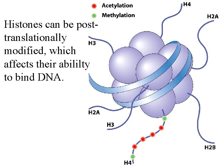 Histones can be posttranslationally modified, which affects their abililty to bind DNA. Histones can be posttranslationally modified, which affects their abililty to bind DNA.