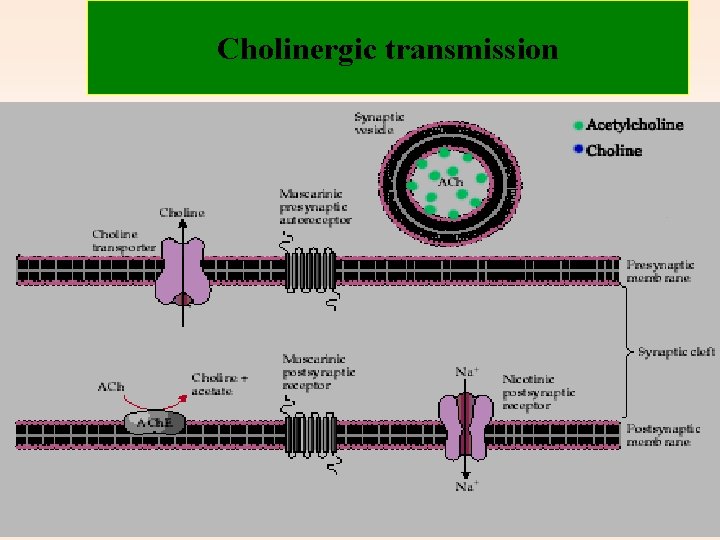 Cholinergic transmission 