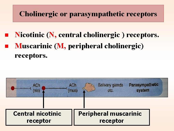 Cholinergic or parasympathetic receptors n n Nicotinic (N, central cholinergic ) receptors. Muscarinic (M,