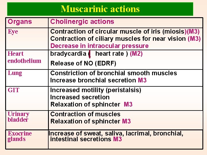 Muscarinic actions Organs Cholinergic actions Eye Contraction of circular muscle of iris (miosis)(M 3)