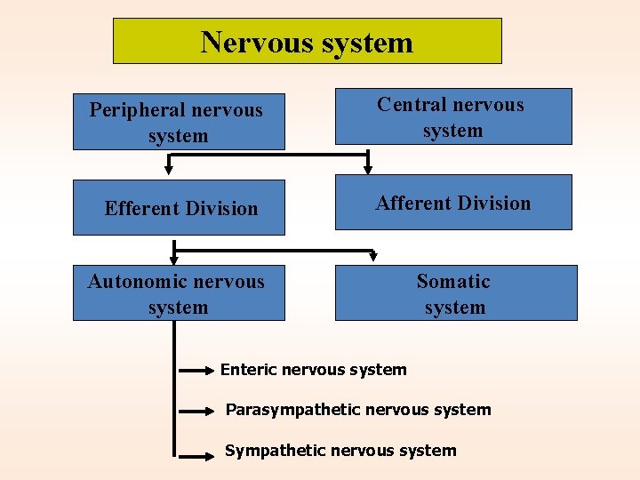 Nervous system Peripheral nervous system Central nervous system Efferent Division Autonomic nervous system Somatic