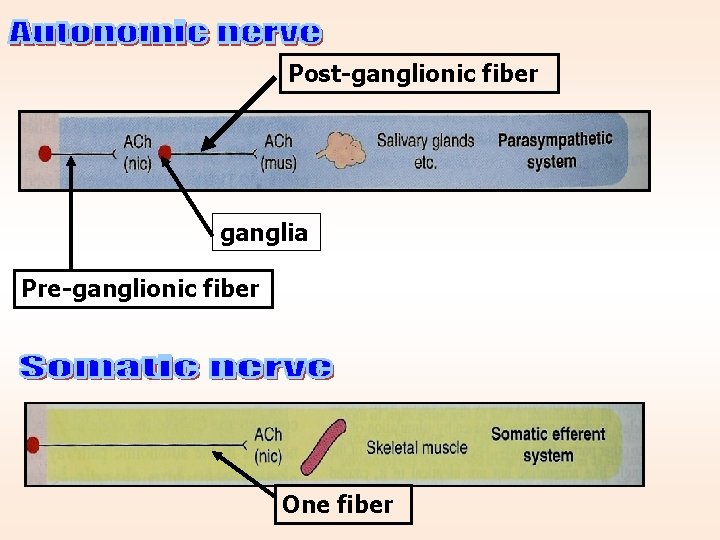 Post-ganglionic fiber ganglia Pre-ganglionic fiber One fiber 