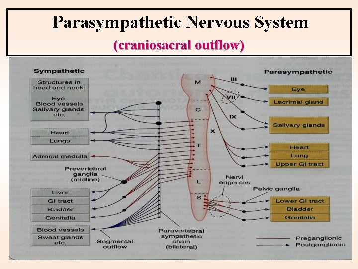Parasympathetic Nervous System (craniosacral outflow) 