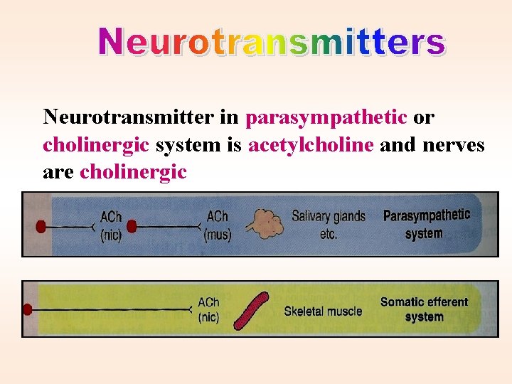 Neurotransmitter in parasympathetic or cholinergic system is acetylcholine and nerves are cholinergic 