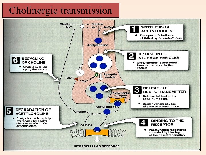 Cholinergic transmission 