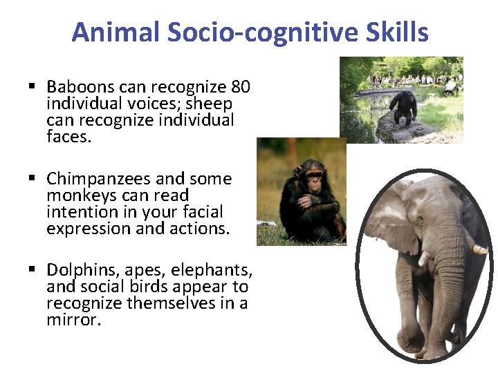 Animal Socio-cognitive Skills § Baboons can recognize 80 individual voices; sheep can recognize individual