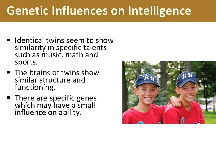 Genetic Influences on Intelligence § Identical twins seem to show similarity in specific talents