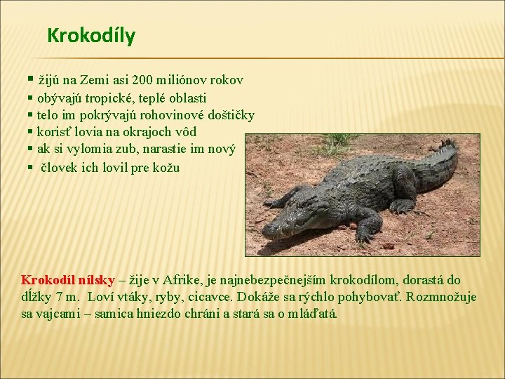 Krokodíly § žijú na Zemi asi 200 miliónov rokov § obývajú tropické, teplé oblasti