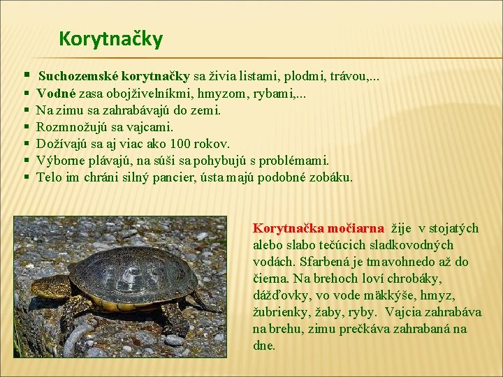 Korytnačky § Suchozemské korytnačky sa živia listami, plodmi, trávou, . . . § §