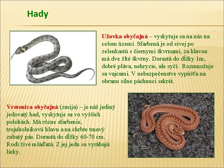 Hady Užovka obyčajná – vyskytuje sa na nás na celom území. Sfarbená je od