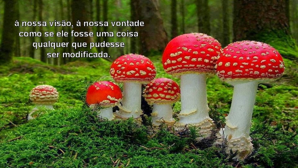 à nossa visão, à nossa vontade como se ele fosse uma coisa qualquer que