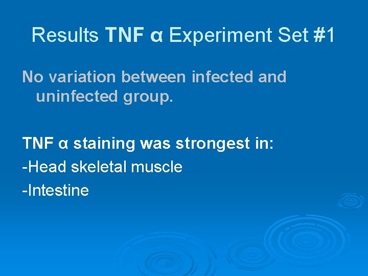 Results TNF α Experiment Set #1 No variation between infected and uninfected group. TNF