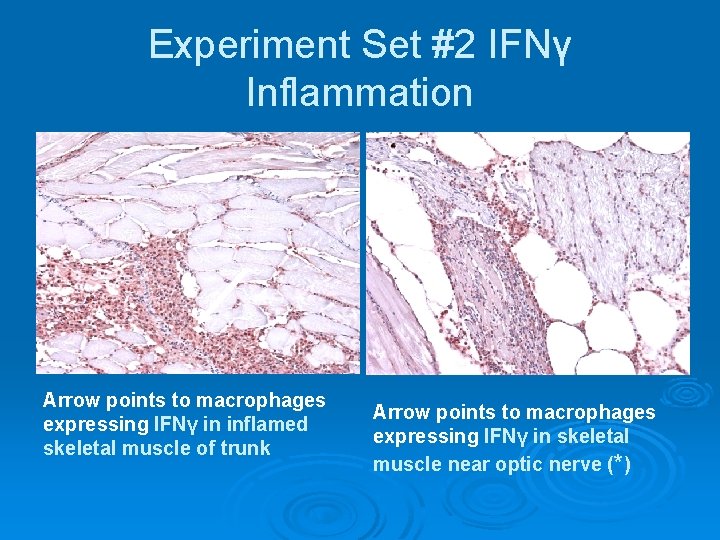 Experiment Set #2 IFNγ Inflammation Arrow points to macrophages expressing IFNγ in inflamed skeletal