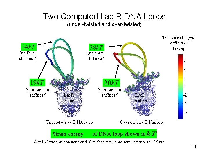 Two Computed Lac-R DNA Loops (under-twisted and over-twisted) (uniform stiffness) Twist surplus(+)/ deficit(-) deg.