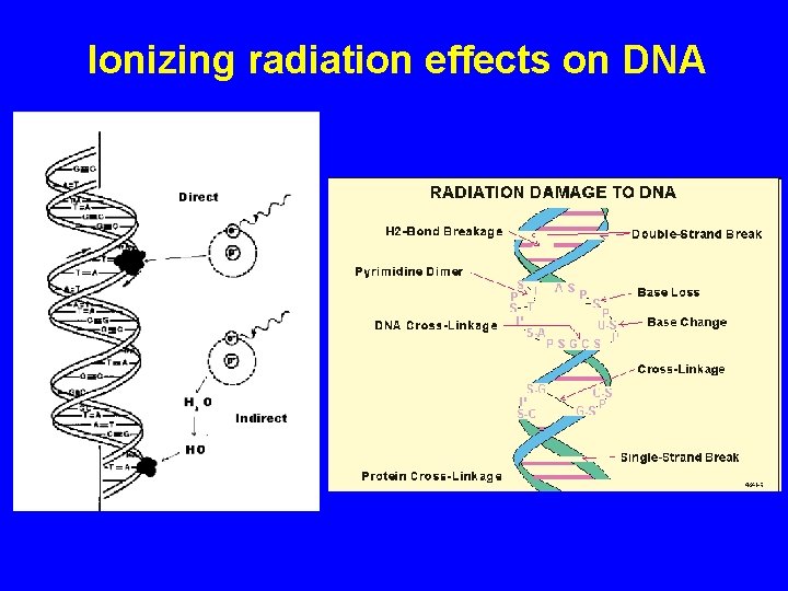 Ionizing radiation effects on DNA 