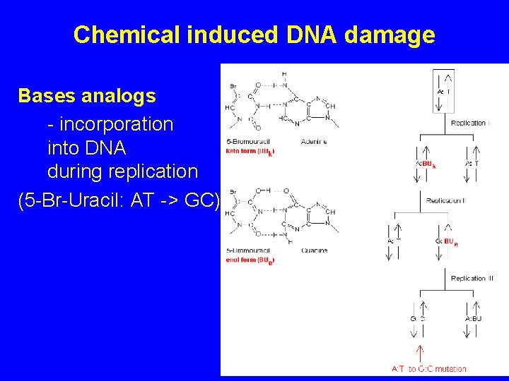 Chemical induced DNA damage Bases analogs - incorporation into DNA during replication (5 -Br-Uracil: