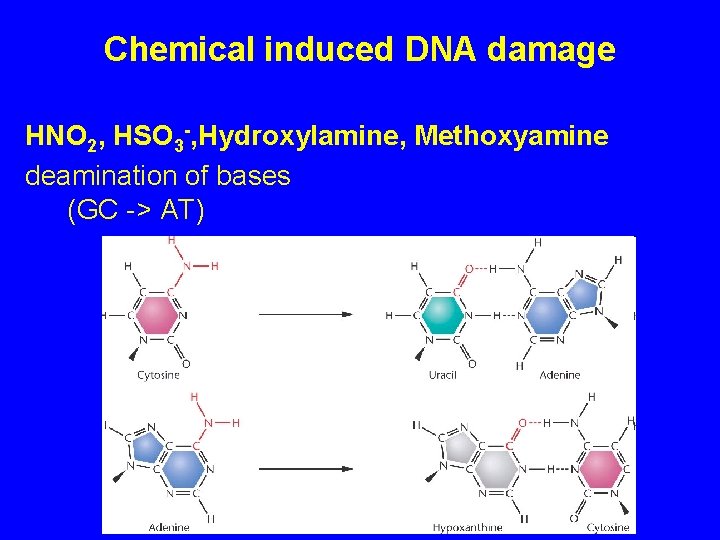 Chemical induced DNA damage HNO 2, HSO 3 -, Hydroxylamine, Methoxyamine deamination of bases