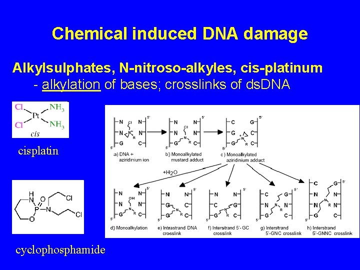 Chemical induced DNA damage Alkylsulphates, N-nitroso-alkyles, cis-platinum - alkylation of bases; crosslinks of ds.