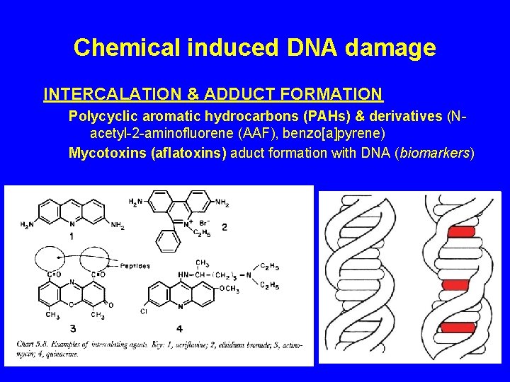 Chemical induced DNA damage INTERCALATION & ADDUCT FORMATION Polycyclic aromatic hydrocarbons (PAHs) & derivatives