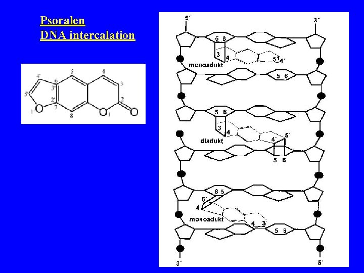 Psoralen DNA intercalation 