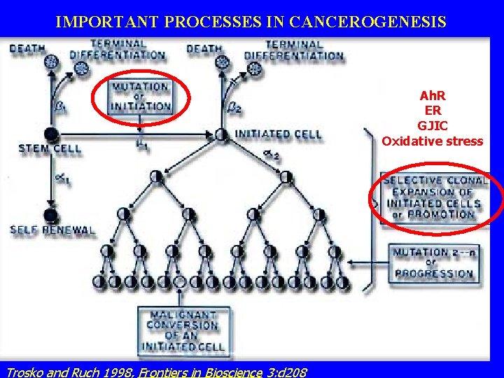 IMPORTANT PROCESSES IN CANCEROGENESIS Ah. R ER GJIC Oxidative stress Trosko and Ruch 1998,