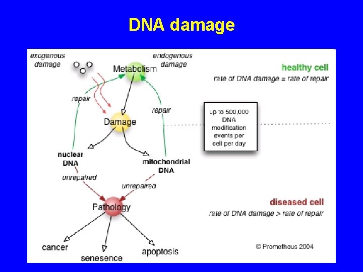 DNA damage 