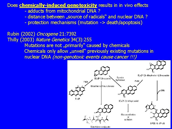 Does chemically-induced genotoxicity results in in vivo effects - adducts from mitochondrial DNA ?