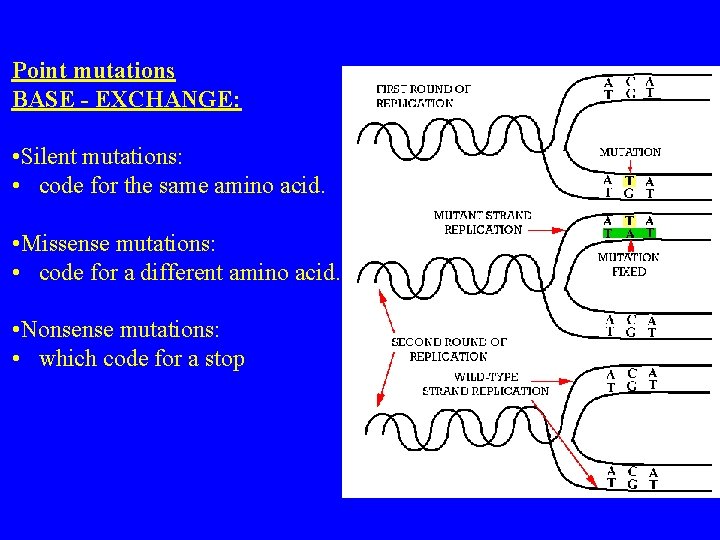 Point mutations BASE - EXCHANGE: • Silent mutations: • code for the same amino