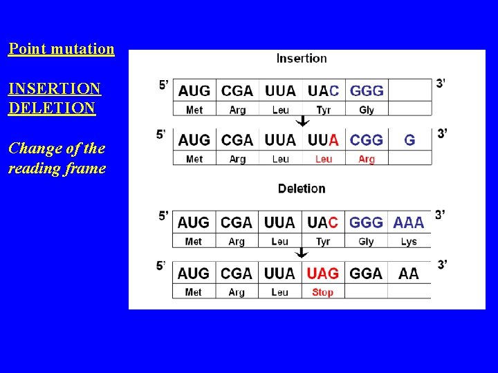 Point mutation INSERTION DELETION Change of the reading frame 