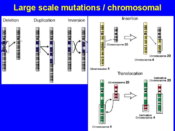 Large scale mutations / chromosomal 