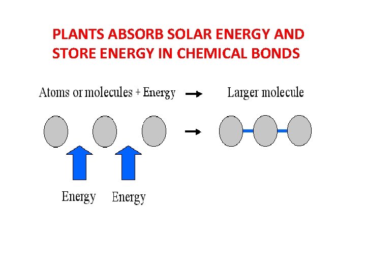 PLANTS ABSORB SOLAR ENERGY AND STORE ENERGY IN CHEMICAL BONDS 