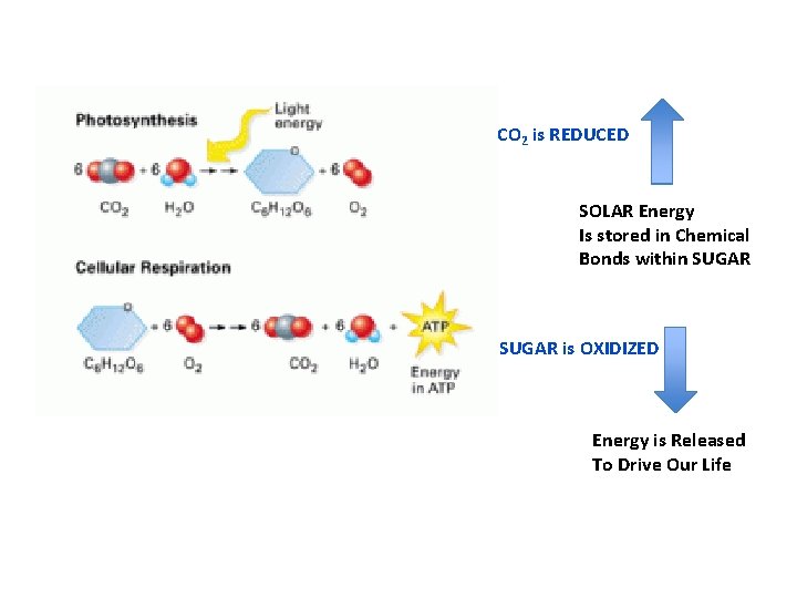 CO 2 is REDUCED SOLAR Energy Is stored in Chemical Bonds within SUGAR is