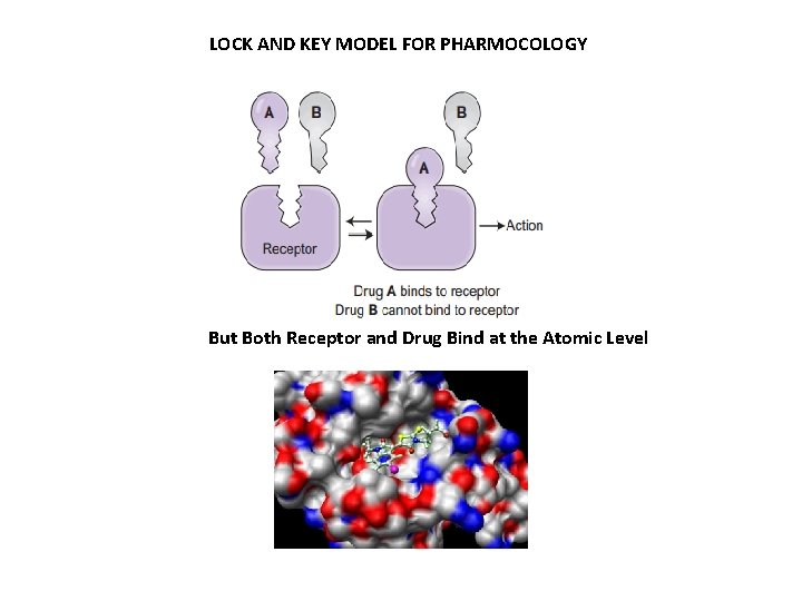 LOCK AND KEY MODEL FOR PHARMOCOLOGY But Both Receptor and Drug Bind at the