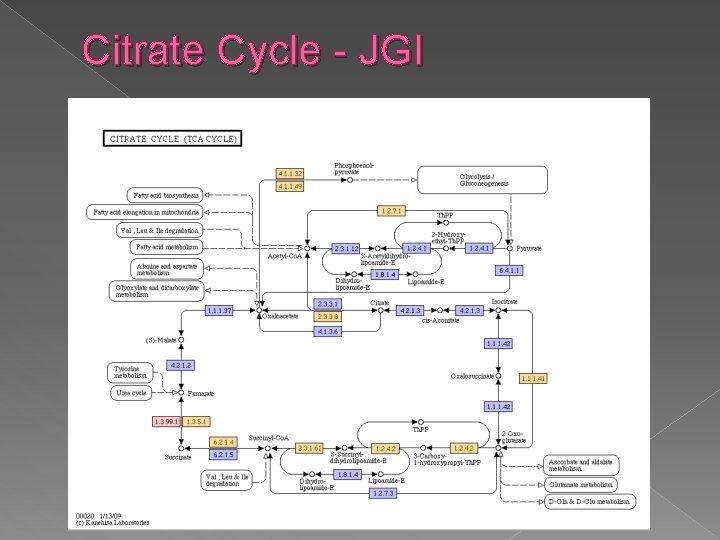 Citrate Cycle - JGI 